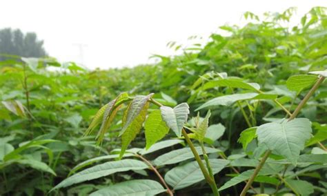 香椿树的种植|香椿的种植时间和方法详解（教你如何种植出优质的香椿，提高产。